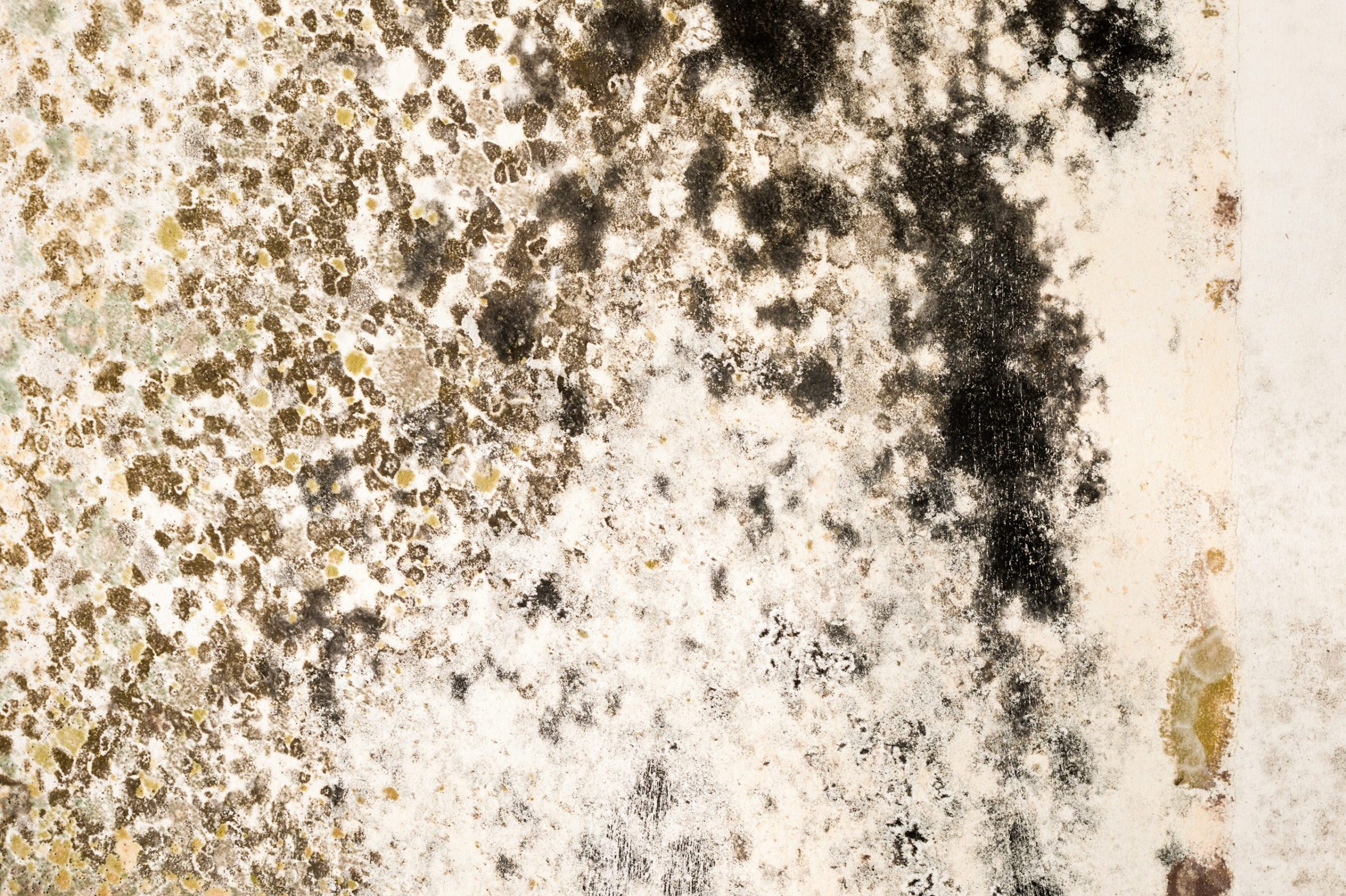 What’s the Difference Between Mold and Mildew?