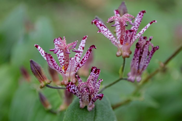 A cluster of purple and white-spotted flowers blooms, displaying unique shapes amidst lush green foliage in a natural outdoor setting.