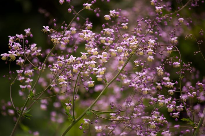 Delicate purple flowers bloom among green foliage, swaying gently in a soft breeze against a blurred, natural backdrop.