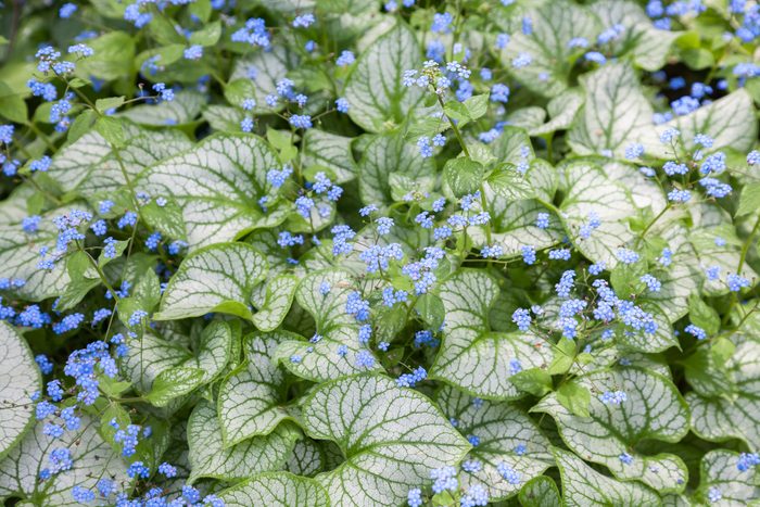 Green leaves with distinctive white veins cover the ground, interspersed with small clusters of vibrant blue flowers, thriving in a natural outdoor setting.