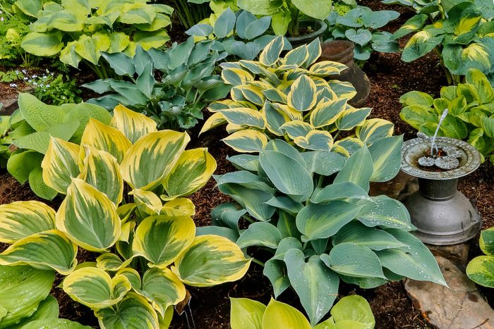 Lush hosta plants, varying in color and size, surround a small metal fountain, creating a serene garden atmosphere after rain.