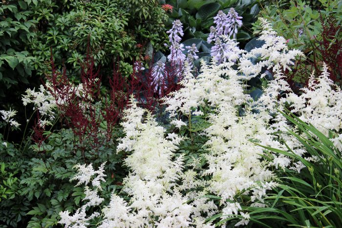 Clusters of white and red flowers bloom vibrantly amidst green foliage, creating a lush garden scene filled with diverse plant life.
