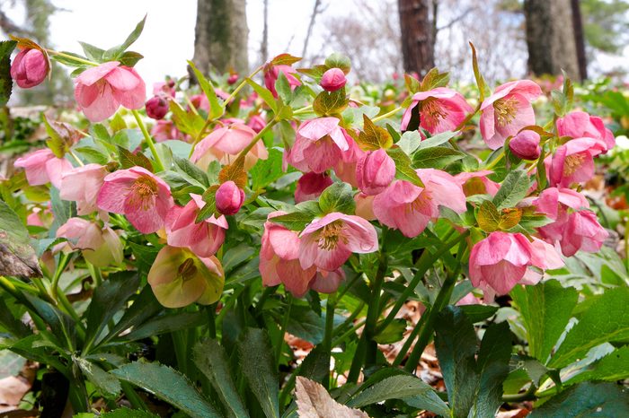 Pink flowers bloom atop green leaves, swaying gently amidst a forest floor scattered with fallen leaves, under a cloudy sky.