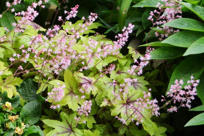 Delicate pink flowers bloom among bright green leaves, creating a vibrant display in a lush garden setting with various foliage surrounding them.