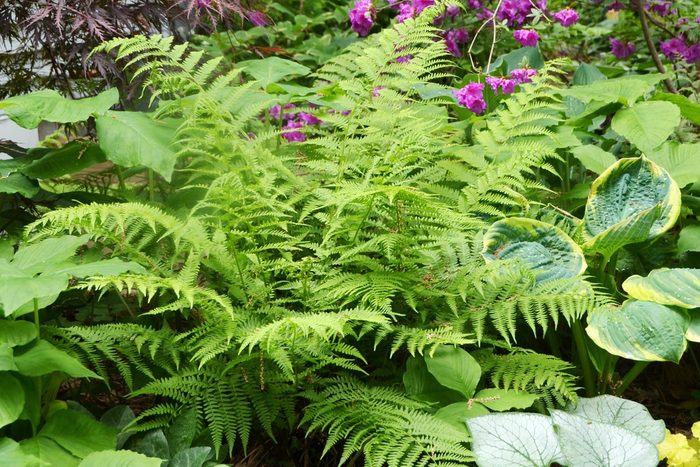 A lush fern grows amidst various green plants and vibrant purple flowers, creating a rich, green, garden setting filled with diverse foliage.