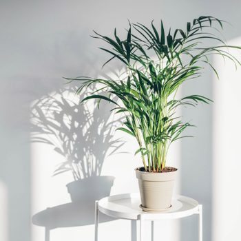 A potted plant stands on a white table, casting a shadow against a light wall in a bright, minimalistic room.