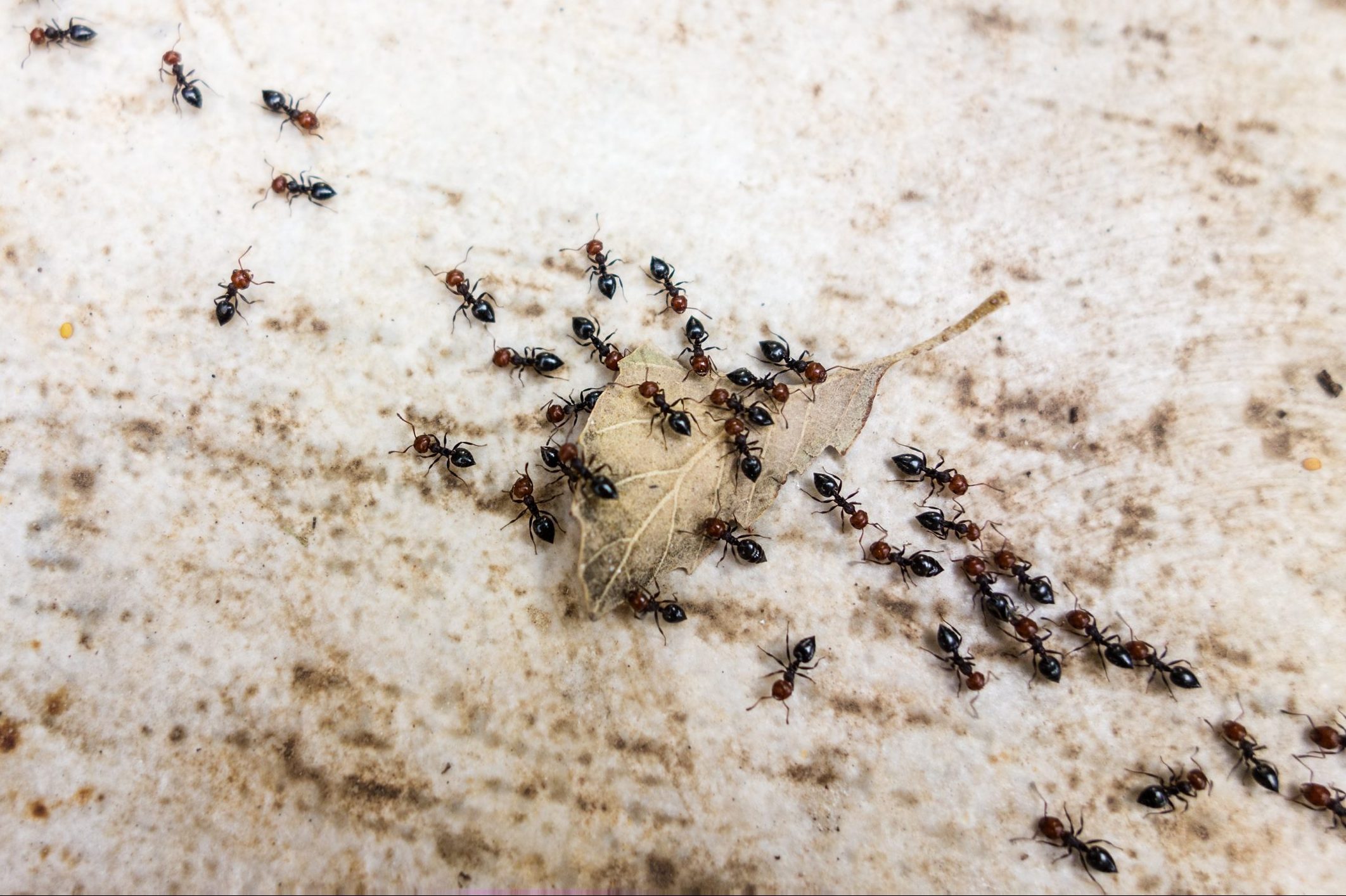 A cluster of black and brown ants gathers around a dried leaf on a textured, light-colored surface, navigating their surroundings in search of food.