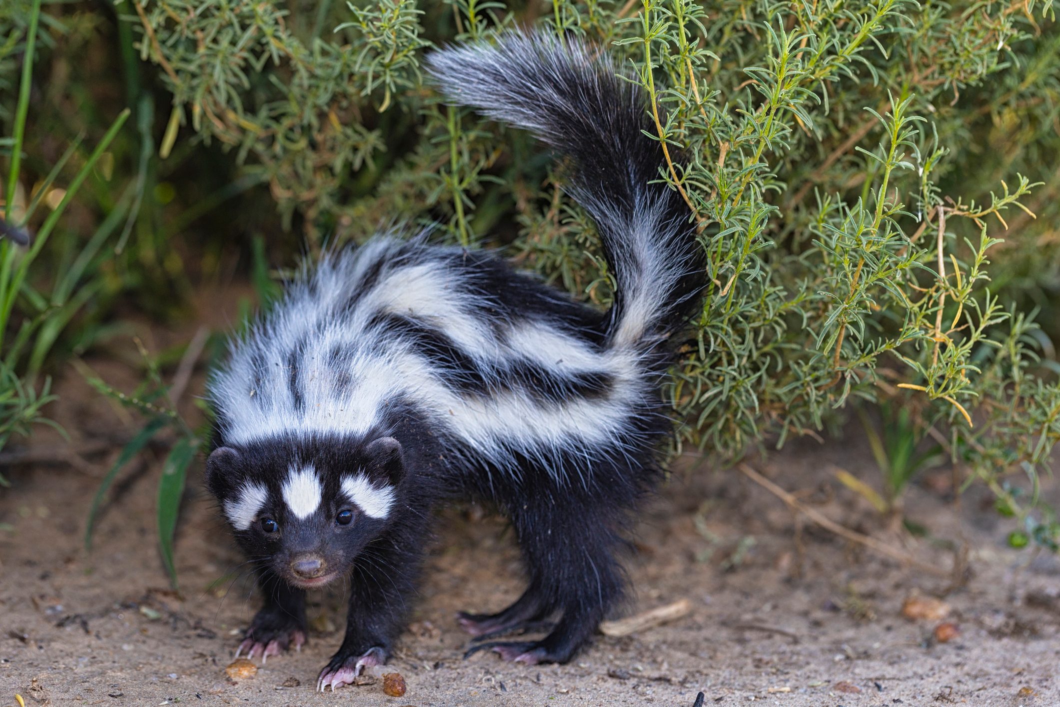 A skunk with distinct black and white stripes scavenges near a bush, surrounded by dirt and scattered pebbles.
