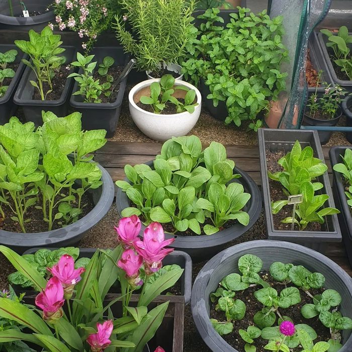 Potted plants display various herbs and vegetables, thriving in a garden setting, with vibrant pink flowers and greenery creating a lush, inviting atmosphere.