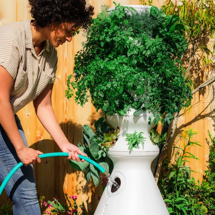 A woman waters a vertical garden using a hose, surrounded by lush greenery and wooden fence, indicating a bright outdoor garden setting.