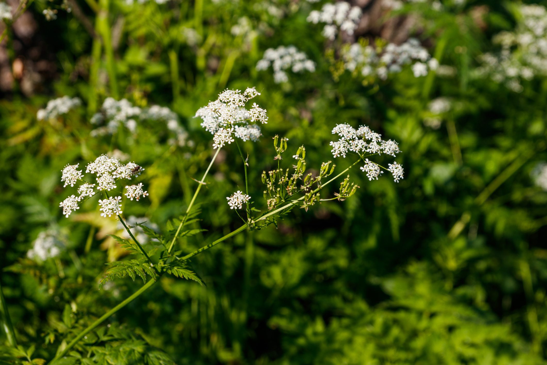 Why Is Poison Hemlock So Dangerous?