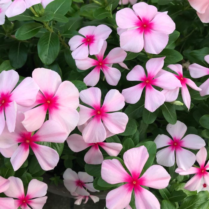Pink flowers with bright centers bloom amidst lush green leaves, creating a vibrant and lively display in a natural garden setting.