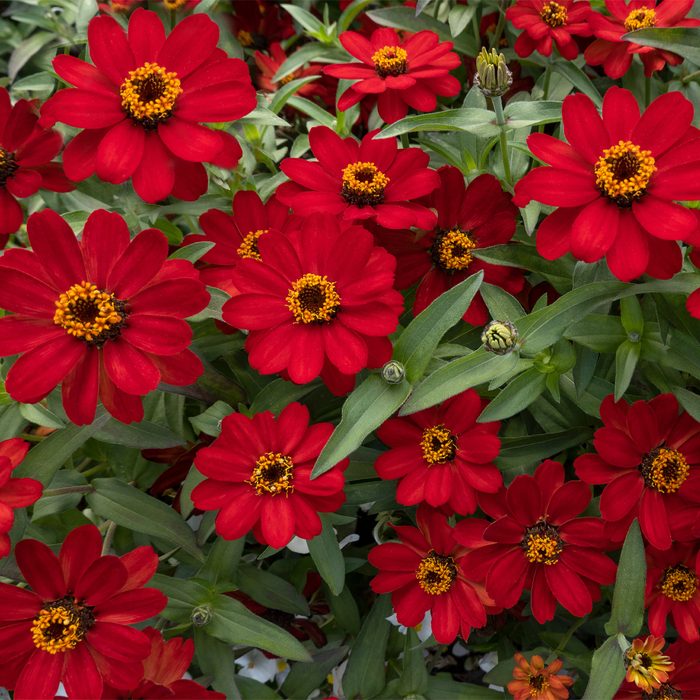 Vibrant red flowers bloom with yellow centers, surrounded by lush green leaves, creating a colorful display in a garden setting.