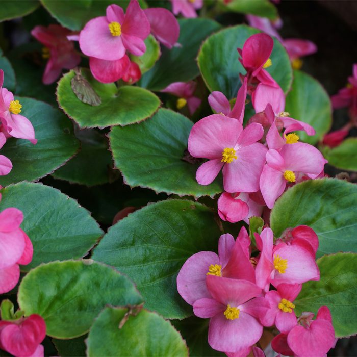 Pink flowers bloom amid broad green leaves, creating a vibrant display. The scene suggests a garden setting filled with natural beauty.