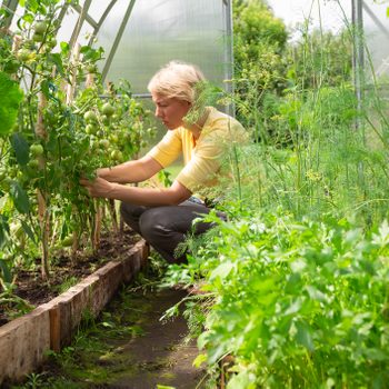 A woman tends to green tomato plants in a greenhouse, crouching among lush foliage and herbs, surrounded by a well-maintained garden environment.