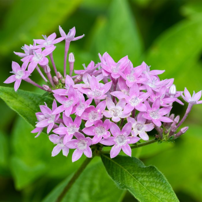 A cluster of small, delicate pink flowers blooms, surrounded by vibrant green leaves, in a natural outdoor setting.