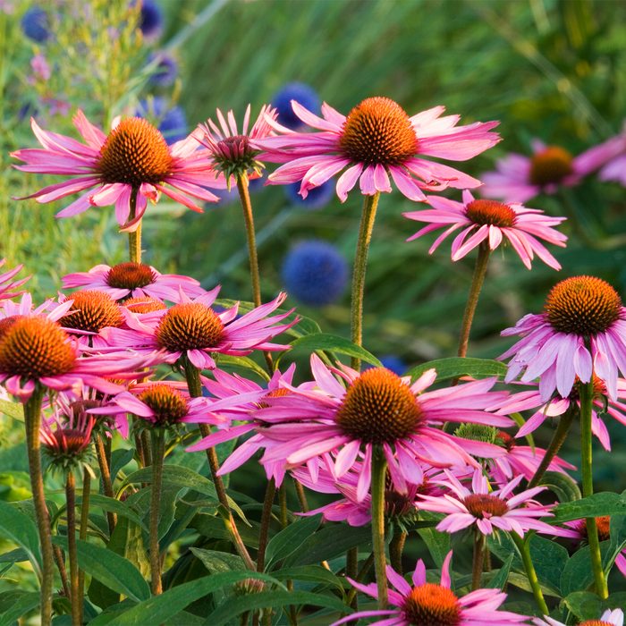 Pink flowers with orange centers bloom among green foliage, standing upright in sunlight, surrounded by lush grasses and spherical blue plants in the background.