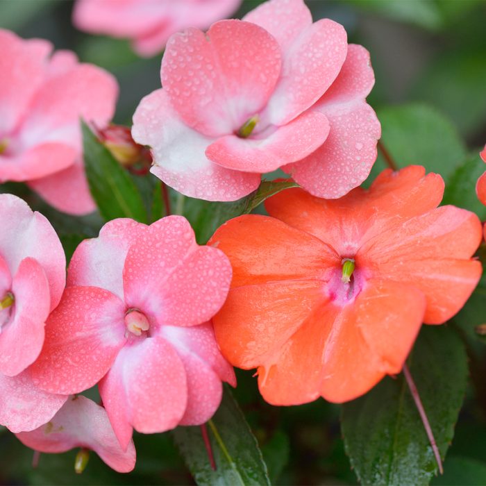 Bright pink and orange flowers with droplets sit among lush green leaves, showcasing a vibrant display in a natural garden setting.