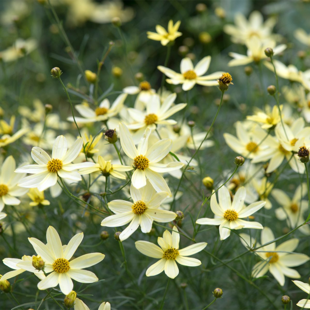 10 Best Flowers That Bloom All Summer