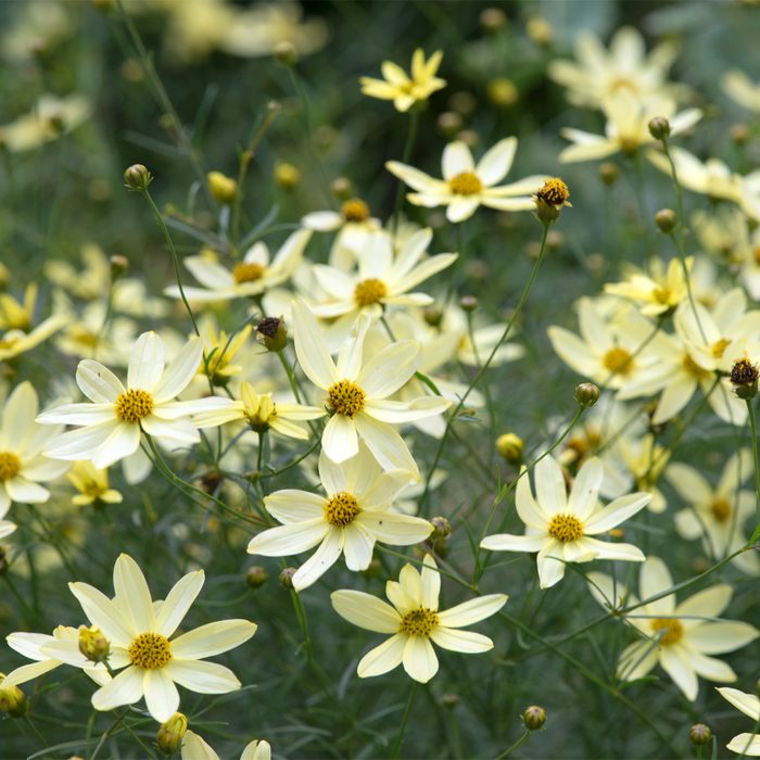 A cluster of delicate yellow flowers blooms vibrantly, swaying gently in a green, leafy environment under natural light.