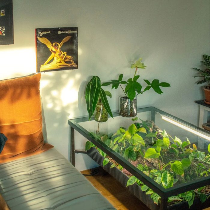 Coffee Table Greenhouse Courtesy @whoputalltheseplantshere Via Instagram