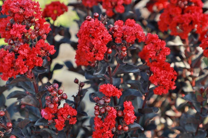 Fhm Black Diamond Radiant Red Crapemyrtle J Berry Nursery