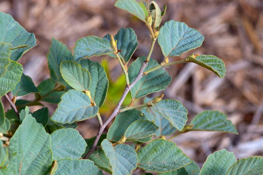 Fhm Fothergilla Blue Shadow Bailey Nurseries