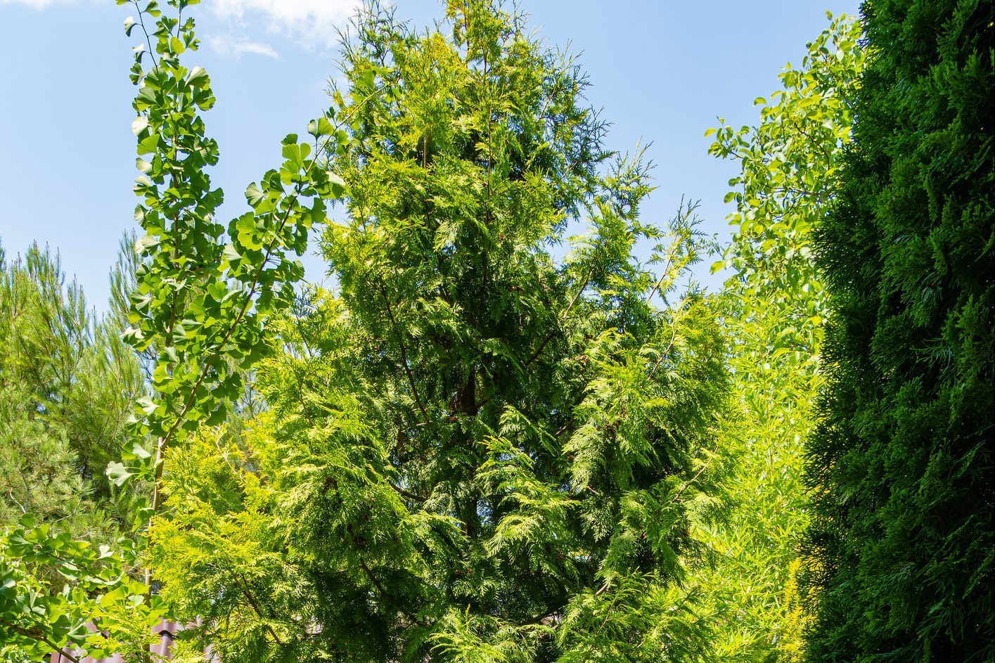Thuja occidentalis, also known as northern white-cedar, eastern white cedar, or eastern arborvitae, Thuja occidentalis Aurea. Close-up of yellow-green texture of leaves. Evergreen landscaped garden.