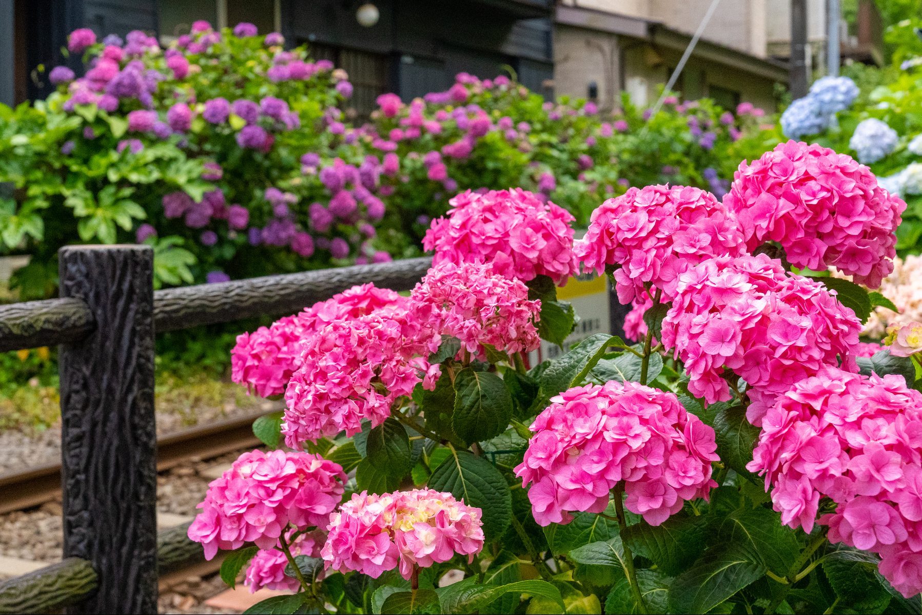 pink Hydrangea blooms in a front garden garden