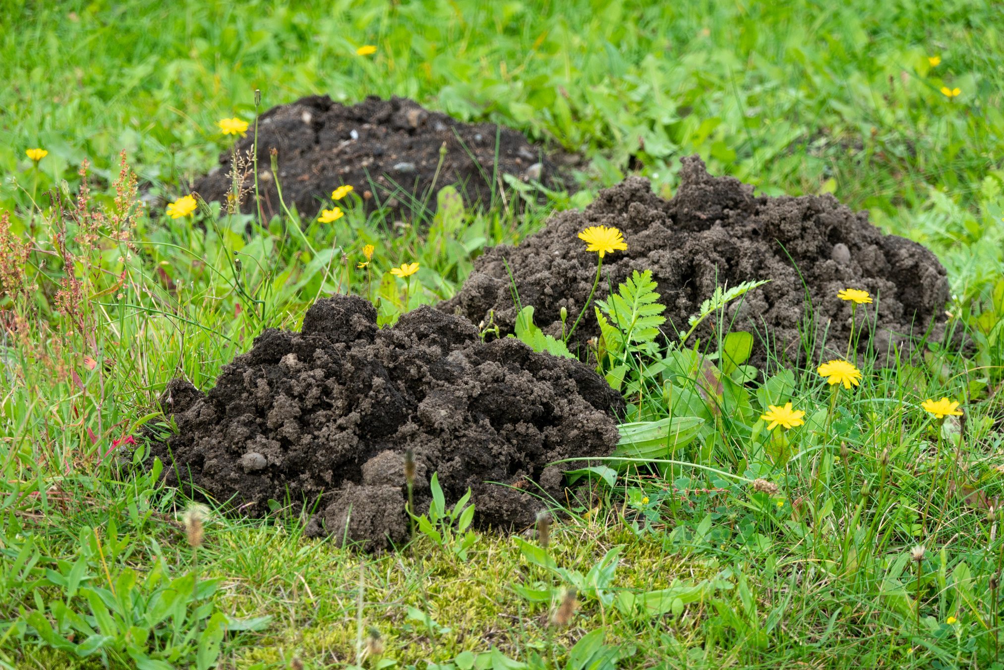 Signs There are Moles in Your Yard (and How to Get Rid of Them)