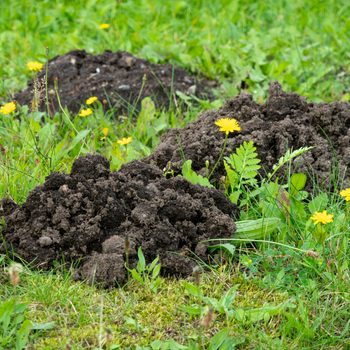A pile of dark, loose soil rests on green grass, surrounded by scattered yellow flowers and various plants in a natural outdoor setting.