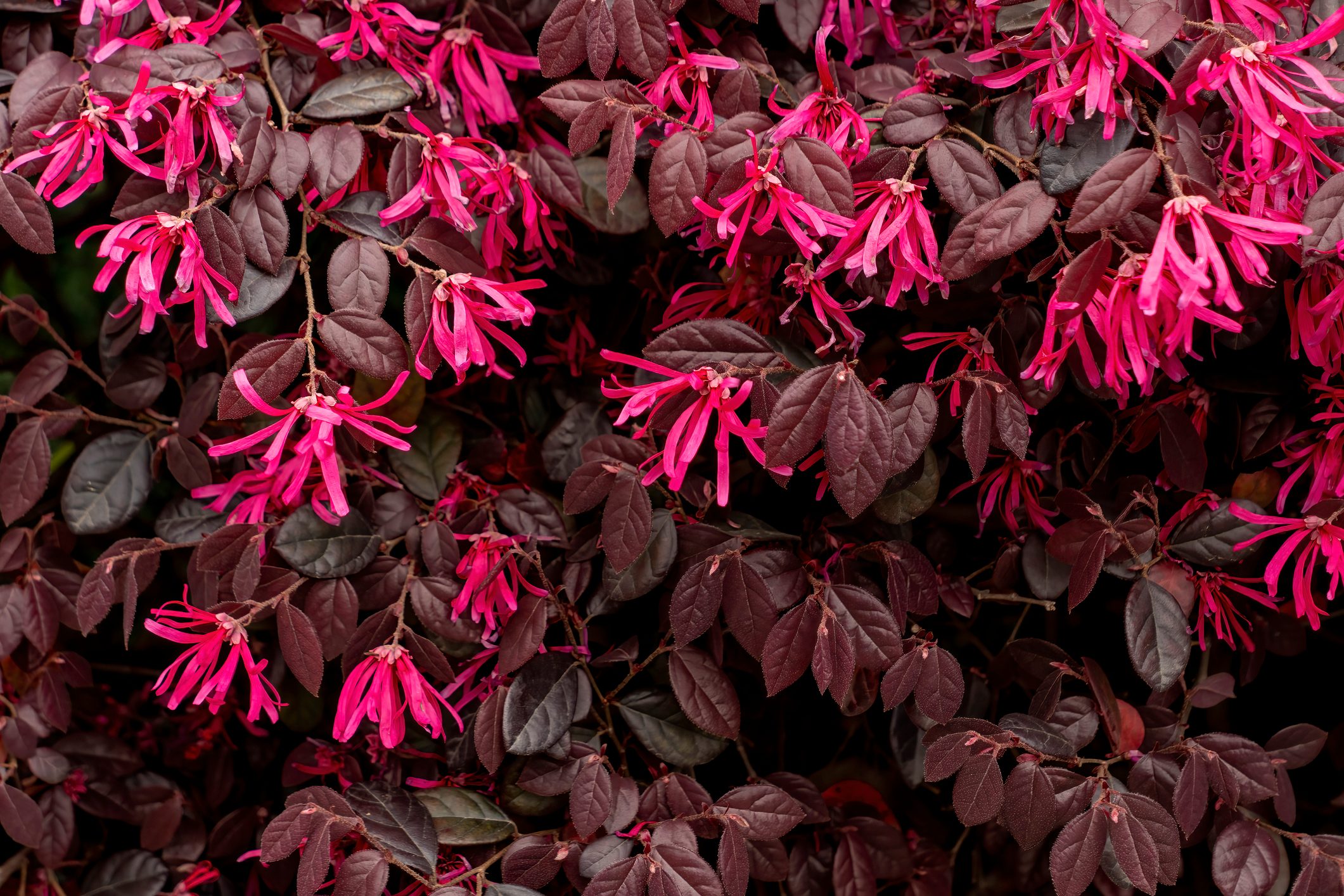 Closeup of pink Loropetalum