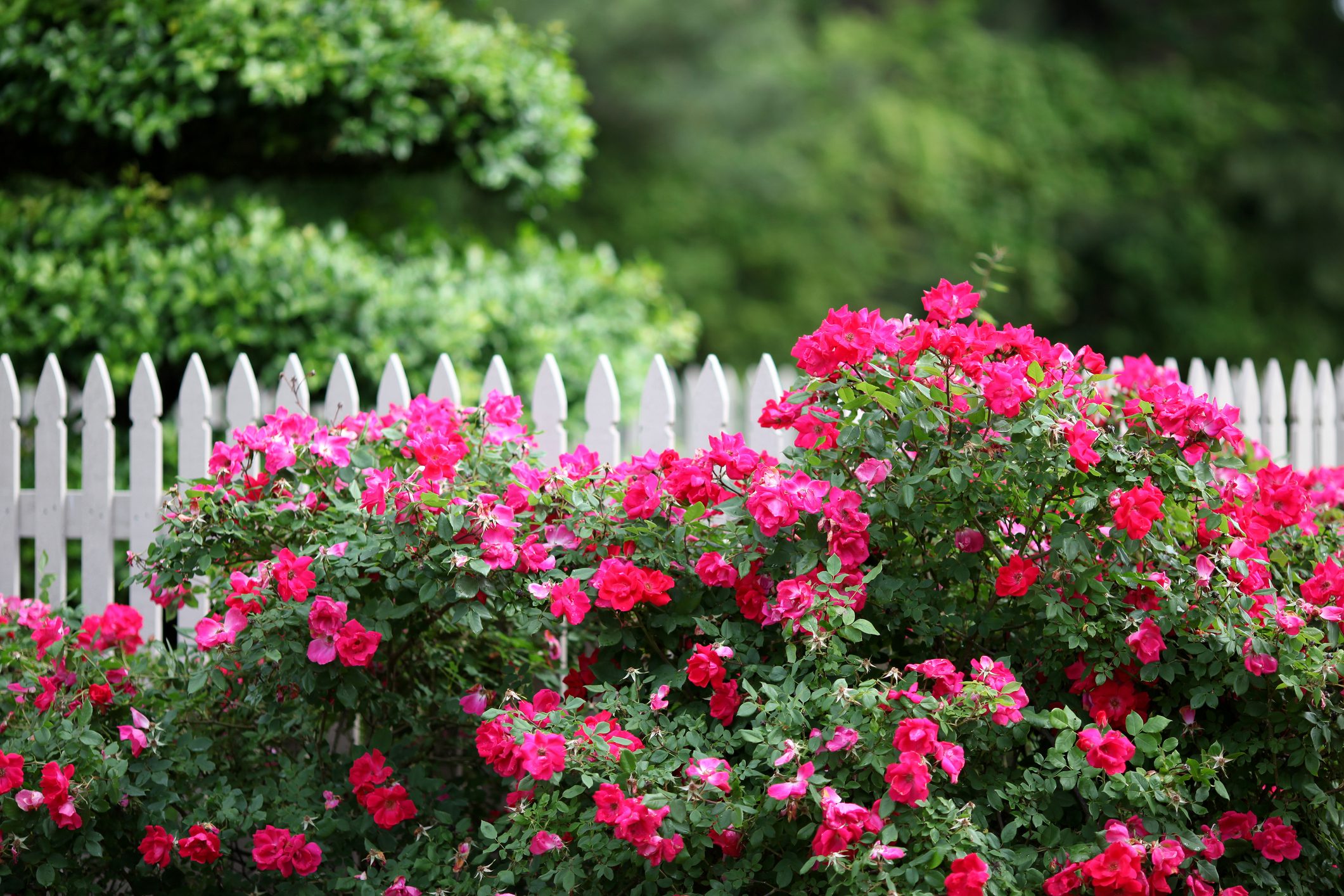 The beauty of a outdoor garden with white picket fence includeing knock out roses and lush foliage in the background