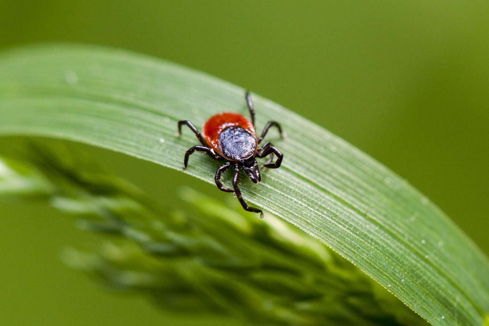 Macro of a tick on an herb