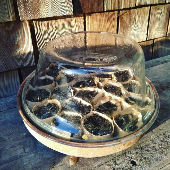 Washing Machine Door Mini Greenhouse Courtesy @dreambird.studio Via Instagram