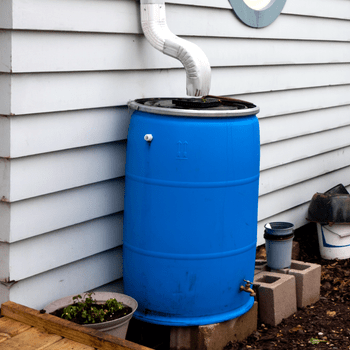 A blue rain barrel collects water from a downspout, positioned beside a house with gray siding. Nearby, potted plants and additional containers rest on the ground.