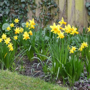 Yellow daffodils bloom in clusters, standing tall amongst green grass and dark soil, against a backdrop of ivy-covered wooden fencing.