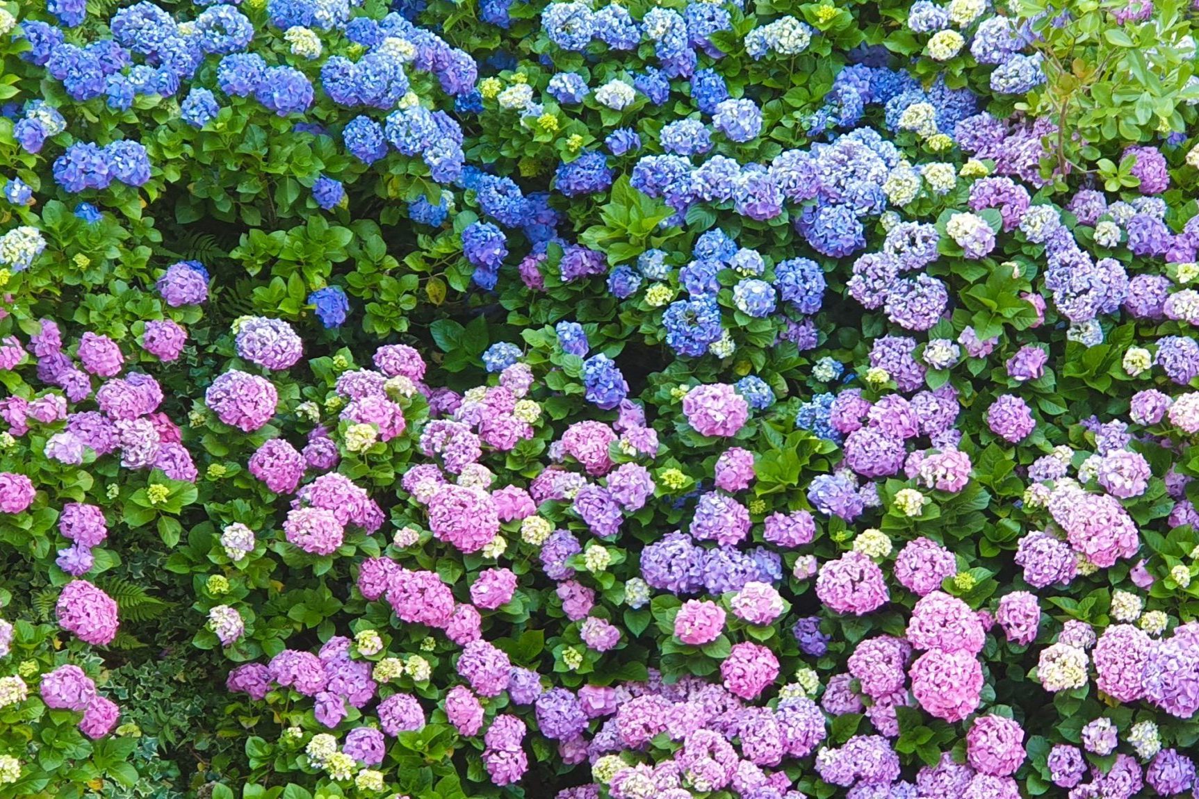 What Your Hydrangeas Can Tell You About Your Soil