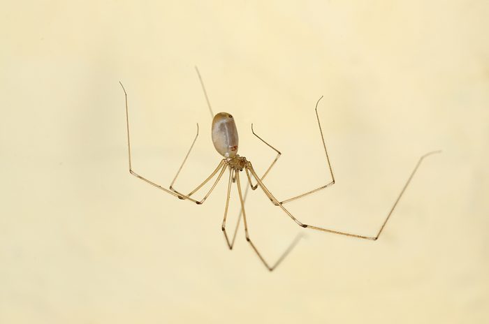 Home daddy longleg spider