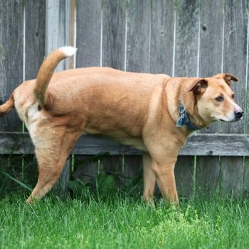 A dog is lifting its leg to urinate in a grassy area beside a wooden fence. The dog appears attentive and focused on its surroundings.