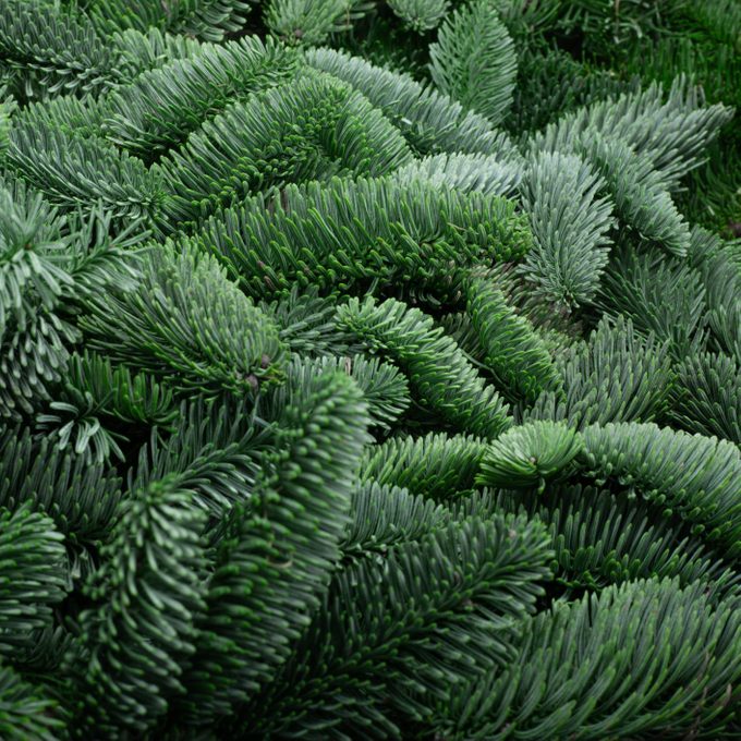 noble fir christmas tree branches close up