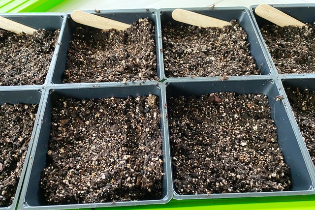 sowing micro green seeds in black planter tray filled with soil