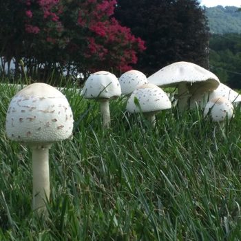 Mushrooms with white caps emerge from green grass, surrounded by pink flowering trees and a distant view of hills under a clear sky.