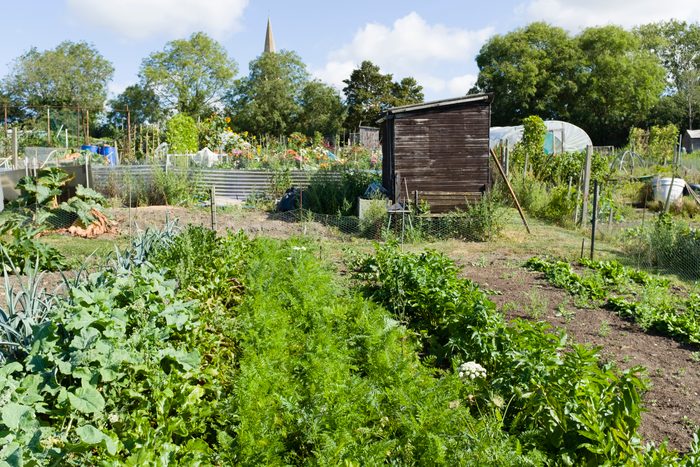 community gardens