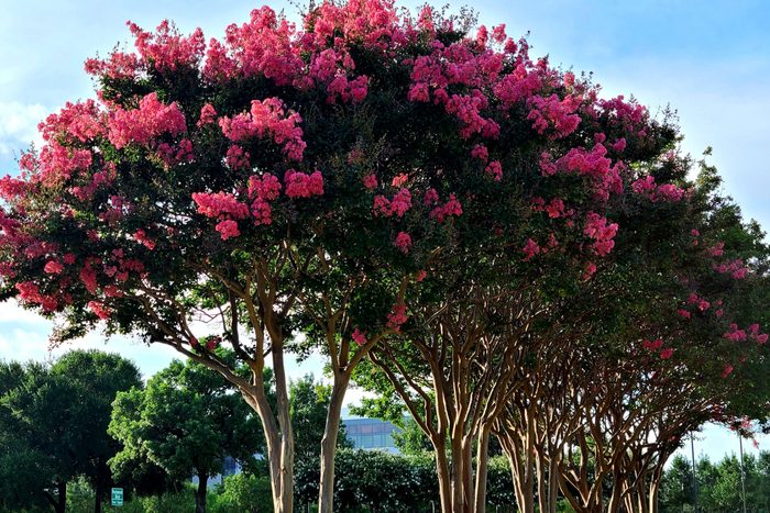 Crepe Myrtles in full bloom