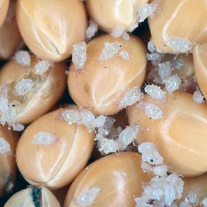 Small, white insects are crawling on golden-brown seeds, some of which are damaged. The scene appears to depict a pest infestation in a crop.