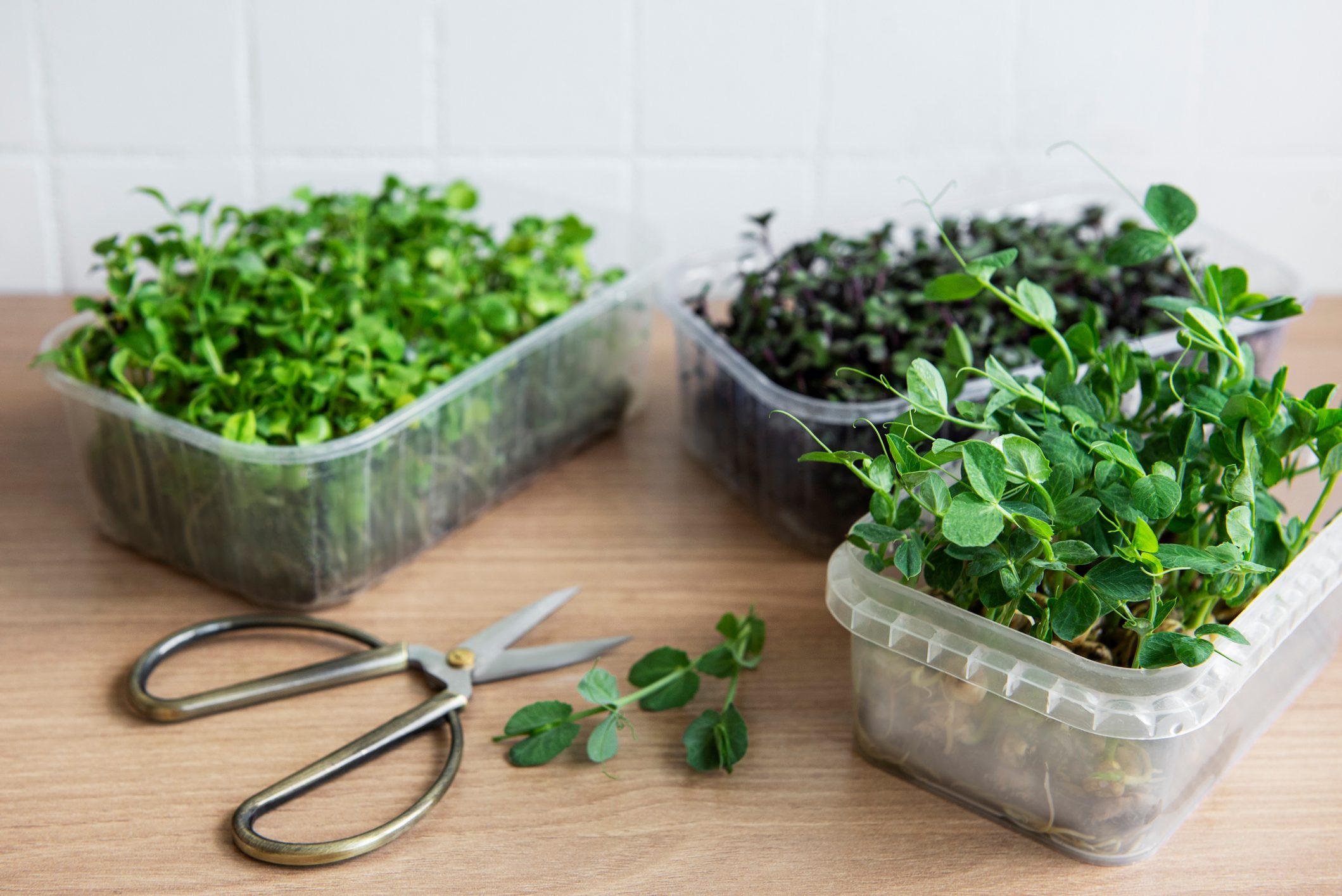 Assortment of micro greens on wooden table