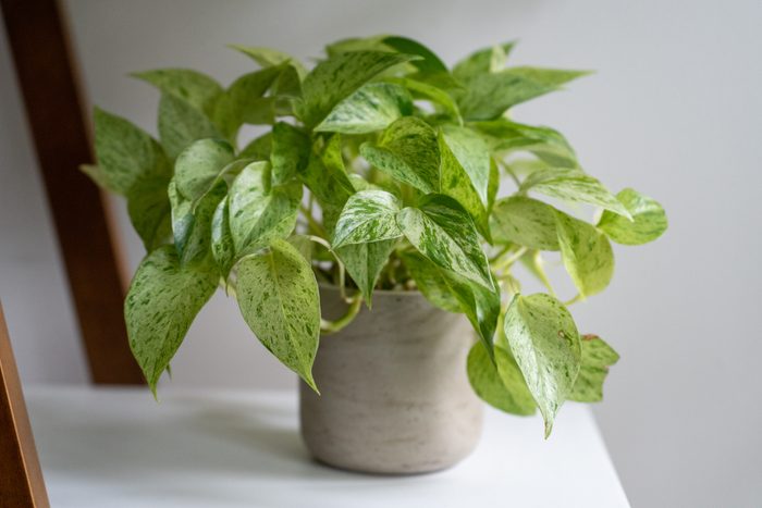 Variegated pothos plant sitting on the shelf in a gray pot