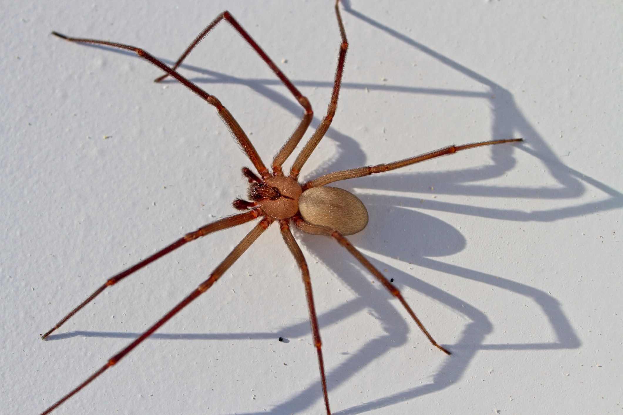 A spider with long legs crawls on a light-colored surface, casting distinct shadows that emphasize its delicate form.