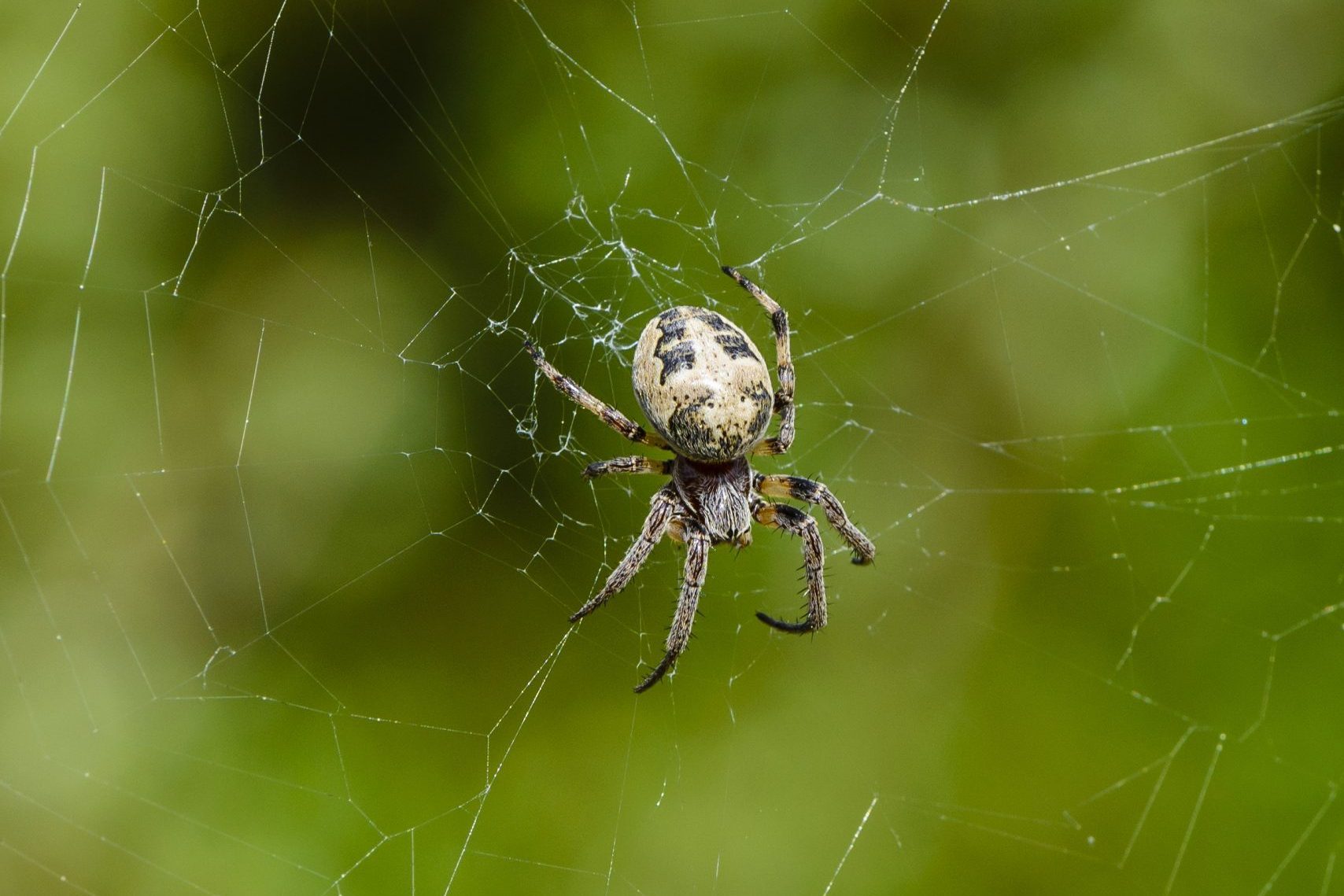 A spider hangs from its web, weaving intricate silk strands in a blurred green background, indicating a natural outdoor environment.